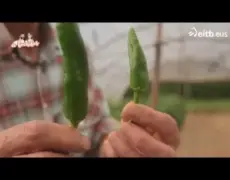 Pimientos de Gernika: Una deliciosa parada en el camino de Santiago para los peregrinos amantes de la comida y el turismo